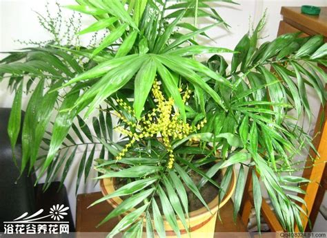 椰子树盆栽|袖珍椰子5大养护要点，枝繁叶茂，还开花！